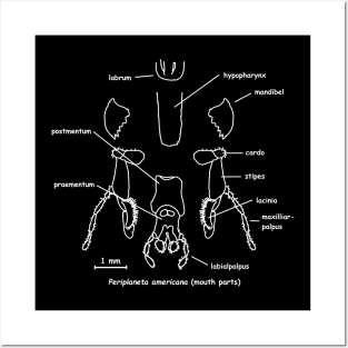 Cockroaches mouthparts, labeled Posters and Art